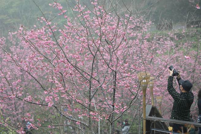 阿里山國家風景區管理處延續賞櫻熱潮，今在竹崎鄉石棹「櫻之道」舉行春櫻夜活動。（嘉義縣政府提供∕呂妍庭嘉義傳真）