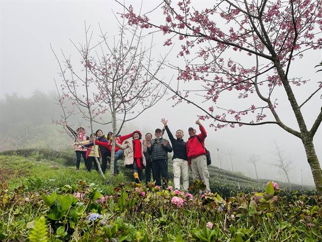 阿里山國家風景區管理處延續賞櫻熱潮，今在竹崎鄉石棹「櫻之道」舉行春櫻夜活動。（嘉義縣政府提供∕呂妍庭嘉義傳真）