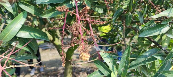 近日全台低温垄罩，屏东虽是唯一低温未跌破10度的县市，但伴随冷空气夹带间歇性大雨，影响不少农作有授粉问题。（屏县府提供／谢佳潾屏东传真）
