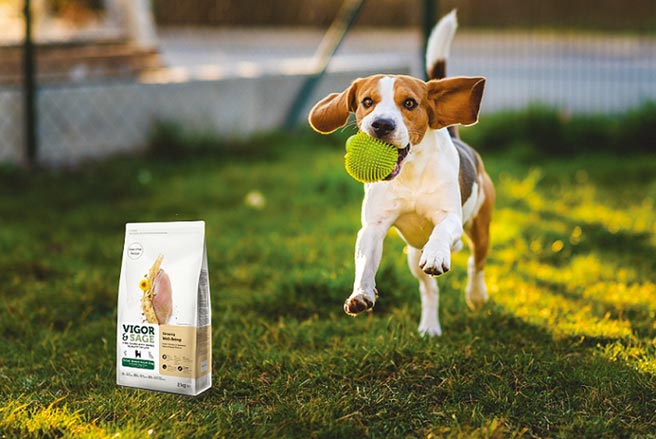 现代人生活忙碌，选择优质乾粮是维持毛孩良好身体机能的重要关键。图／业者提供
