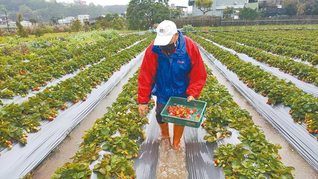 大湖草莓遇到連續降雨，莓農必須冒雨摘除受損草莓。（讀者提供／謝明俊苗栗傳真）