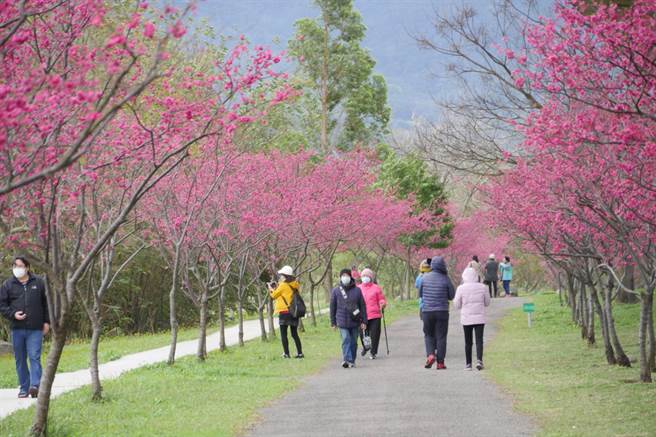 位於新竹縣竹東鎮的河濱生態公園正值櫻花盛開，約2公里的小徑上美景不斷，吸引不少民眾前往。（莊旻靜攝）