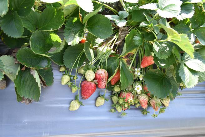 大湖鄉草莓受連日降雨影響，水傷霉變的草莓到處可見。（謝明俊攝）