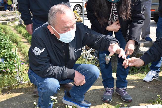 苗栗縣長徐耀昌25日赴大湖鄉勘查草莓災損，看著霉變發黑的草莓，心疼莓農心血泡湯。（謝明俊攝）