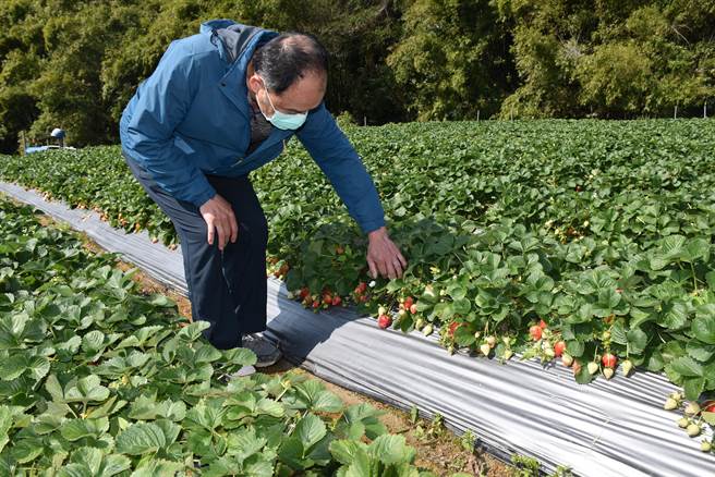 大湖鄉農會總幹事徐欽志隨手翻開草莓葉，就可見到受損草莓。（謝明俊攝）