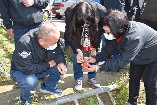 大湖鄉長胡娘妹向縣長徐耀昌展示受損草莓。（謝明俊攝）
