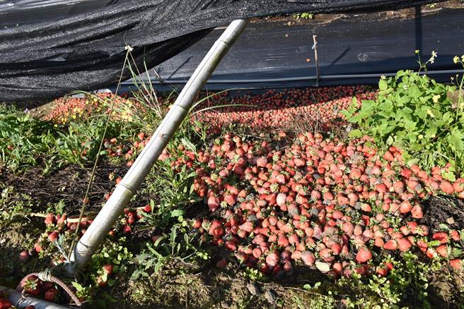 大湖鄉草莓園旁隨處可見棄置的受損草莓。（謝明俊攝）