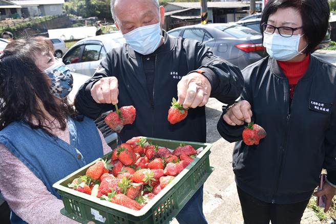 苗栗縣長徐耀昌25日赴大湖鄉勘查草莓災損，看著霉變發黑的草莓，心疼莓農心血泡湯。（謝明俊攝）