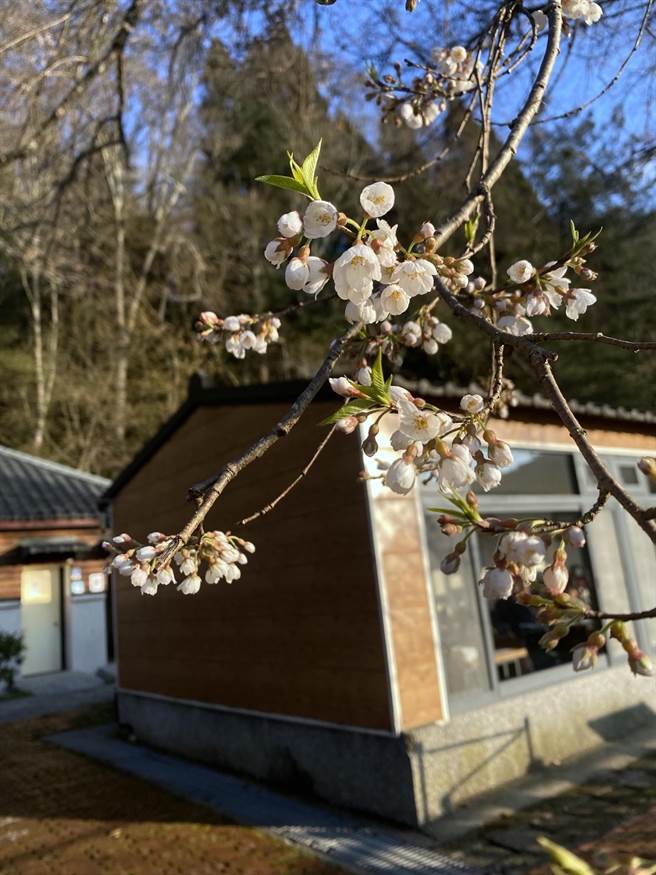 苗栗县观雾山庄前的雾社樱王，已有部分花苞绽放。（读者提供／谢明俊苗栗传真）