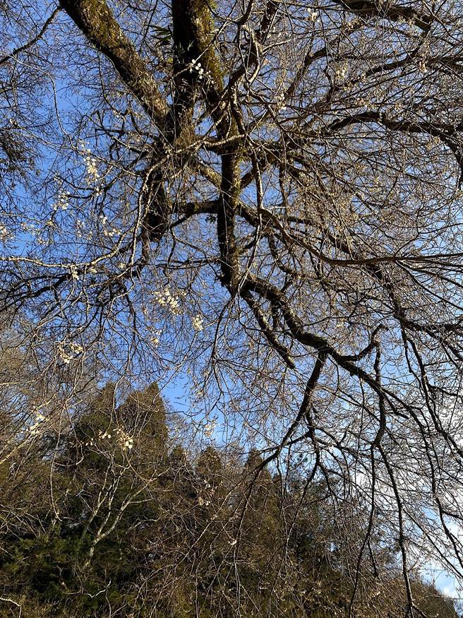 苗栗县观雾山庄前的雾社樱王，已有部分花苞绽放。（读者提供／谢明俊苗栗传真）