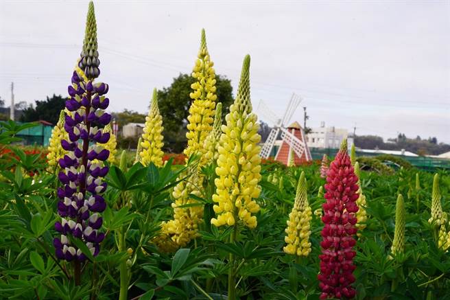 中社觀光花市搶先全台推出七彩魯冰花，讓遊客在228先睹為快。（中社花市提供）