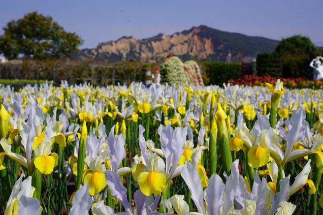 228連假登場，中社觀光花市將吸引大批人潮入園賞花。（中社花市提供）