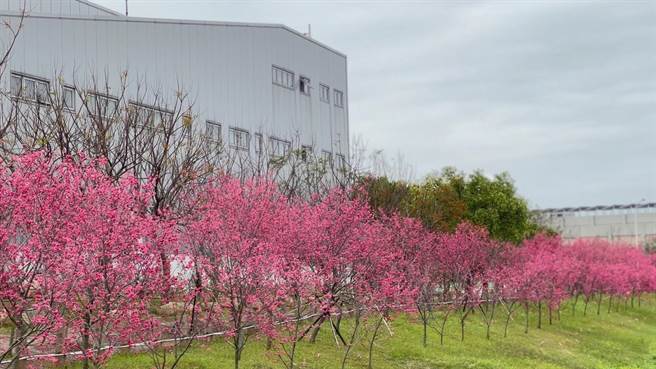 崴力公園的櫻花等賞花熱點將吸引大批人潮。（麗寶樂園渡假區提供）