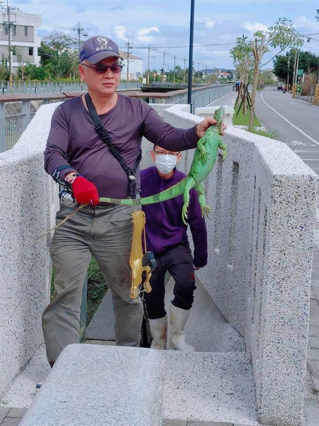 花蓮縣府與部落頭目合作，捕獲超大隻綠鬣蜥。（花蓮縣農業處提供／王志偉花蓮傳真）