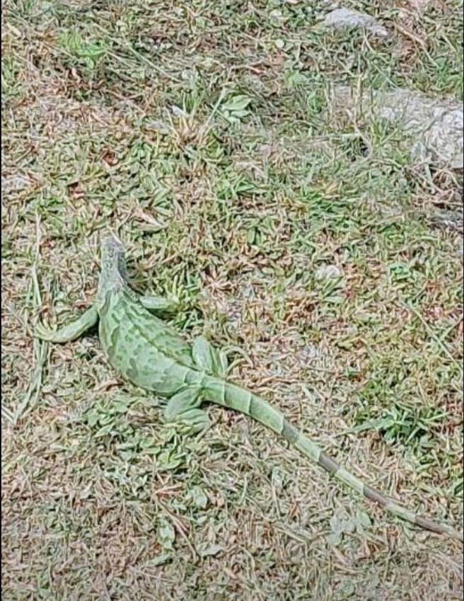 七腳川溪捕獲綠鬣蜥，成花蓮首例。（花蓮縣農業處提供／王志偉花蓮傳真）