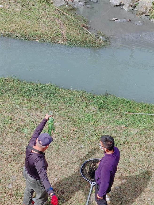 縣府派人與陽光福分進合擊，與綠鬣蜥纏鬥多時，最後以手持捕網覆蓋捕捉。（花蓮縣農業處提供／王志偉花蓮傳真）