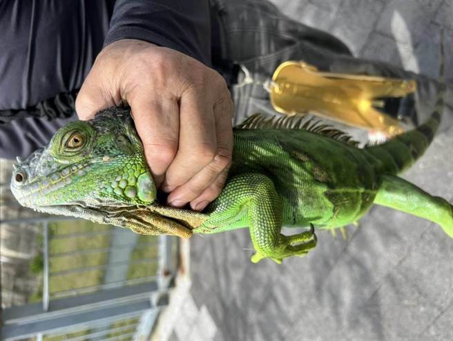 體型巨大的綠鬣蜥，在吉安七腳川溪被發現，成花蓮首例。（花蓮縣農業處提供／王志偉花蓮傳真）