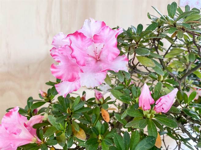 大安森林公园百花齐放，台北杜鹃花季3／1开跑。（公园处提供）