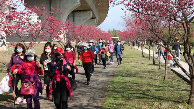 竹東親子賞櫻趣健行活動，吸引很多民眾參加。（羅浚濱攝）
