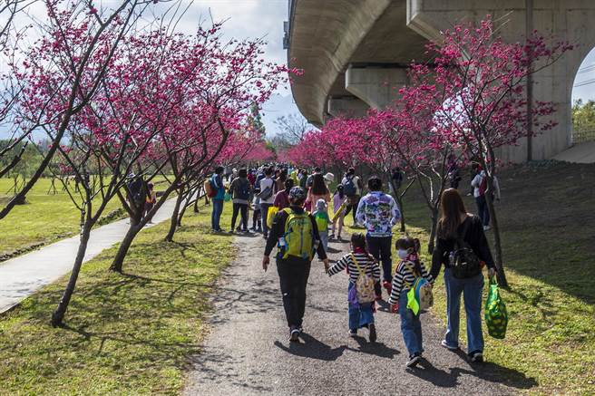 竹東親子賞櫻趣健行活動，吸引很多民眾帶孩子健走賞櫻。（羅浚濱攝）