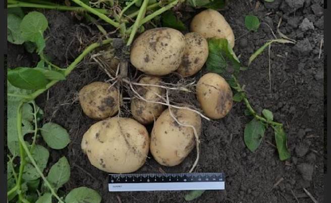 馬鈴薯新品種「台農4號」，產量高、薯型大小均勻、外型佳、兼具鮮食及加工需求。（農業試驗所提供／張妍溱台中傳真）