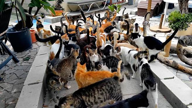 因为人类任意弃养，夏威夷现有高达数十万之归野猫。（动物星球频道提供）