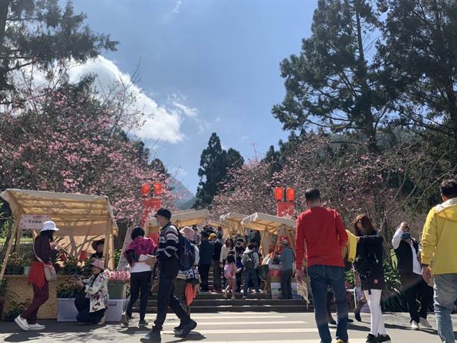 九族樱花祭，增添文学味、咖啡香。（九族文化村提供／廖志晃南投传真）