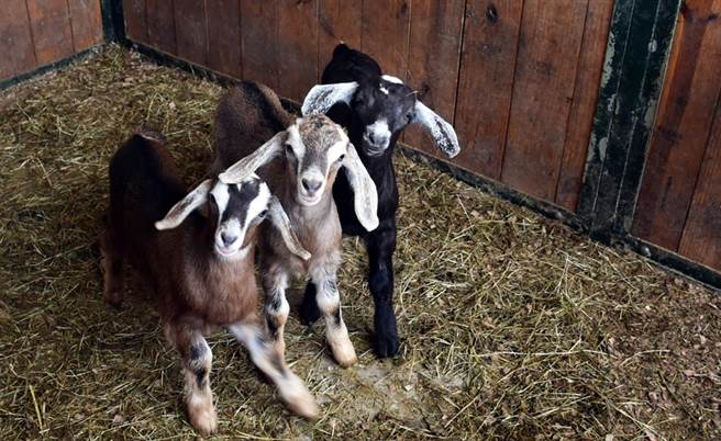 台东初鹿牧场为3只新生小羊举办命名活动，3宝排排站看镜头，萌度爆表。（初鹿牧场提供／庄哲权台东传真）