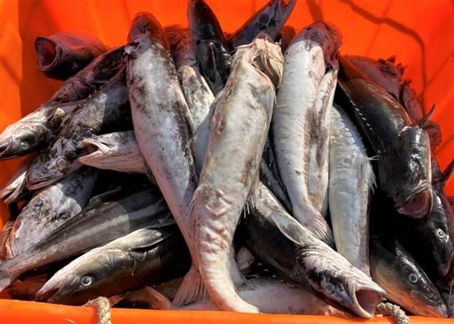 澎湖养殖出现寒害，业者损失千尾海鲡。（资料照示意图/农渔局提供）