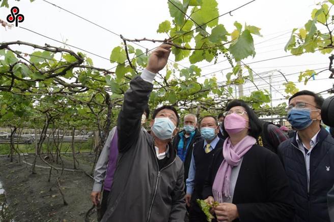 受2月寒流等影響，造成農業災情。（報系資料照）