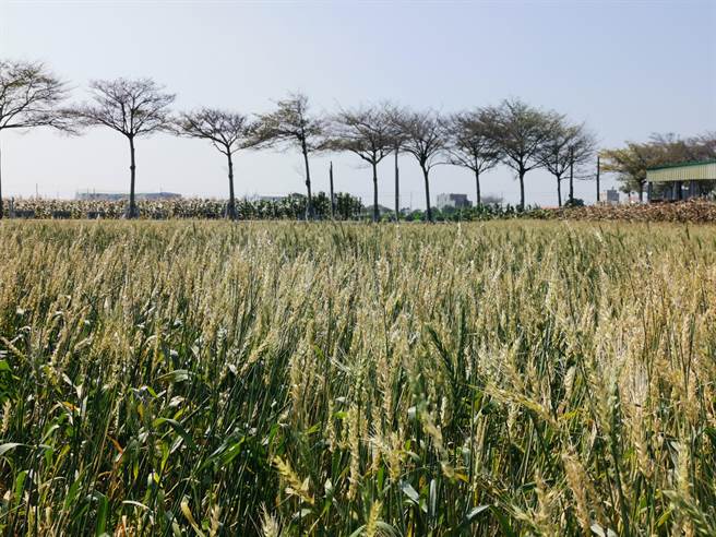 台南学甲部分小麦田已经开始转黄，小麦节活动预计3月26日～27日登场。（刘秀芬摄）