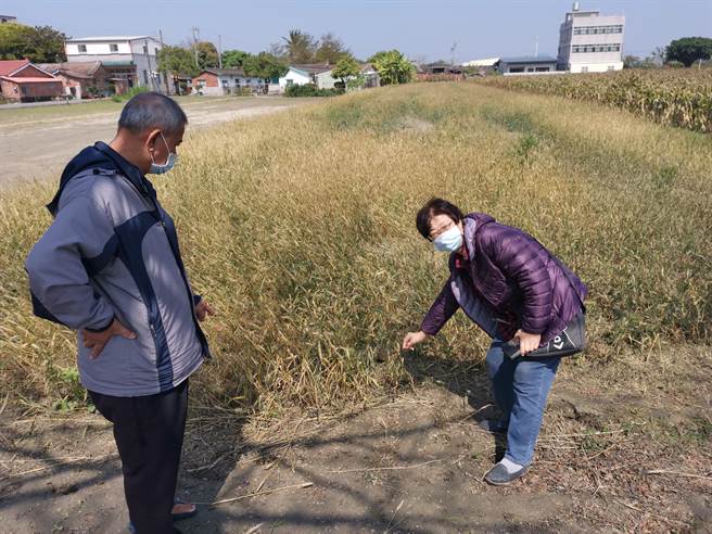 台南学甲部分小麦田已经开始转黄，小麦节活动预计3月26日～27日登场。（刘秀芬摄）