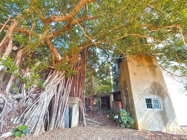 彰化台铁宿舍群与扇形车库同年诞生至今100年，除了保留时代建筑，也林木森森，聚落搬迁后，整区一直以铁篱包围，彰化市公所投入绿美化，25日举办动土典礼，宣布6月拆除铁墙，开放休憩。（吴敏菁摄）