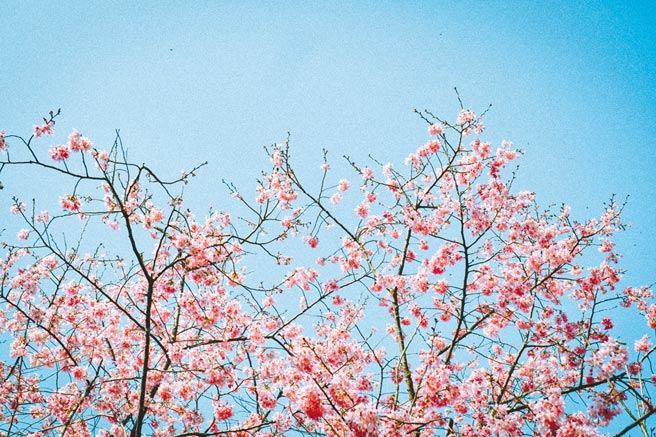 除了主角薰衣草，还有河津樱、樱花海棠陆续绽放，为森林苍翠增添缤纷色彩。（薰衣草森林提供）