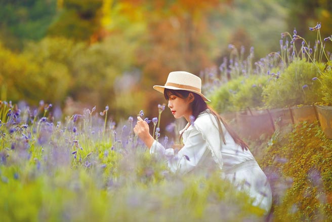 走入春季最梦幻的紫色薰衣草梦境。（薰衣草森林提供）