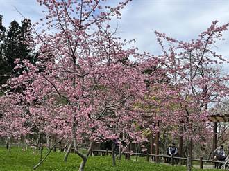 阿里山國家森林遊樂區櫻花盛開 連假第2天入園人數破萬