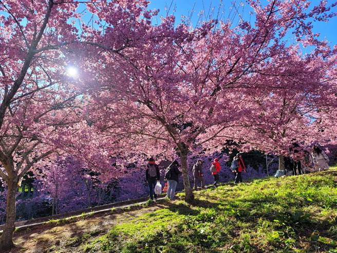福寿山农场千樱园目前粉红色系已开约8成，预估赏樱人潮将超过4000人。（福寿山农场提供）