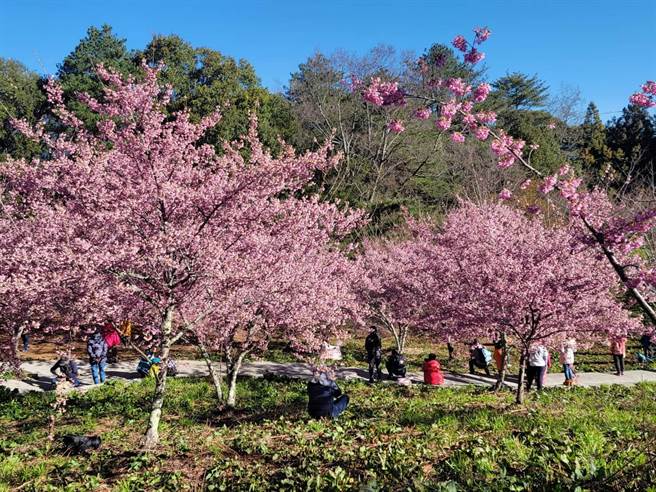 福寿山农场千樱园目前粉红色系已开约8成，预估赏樱人潮将超过4000人。（福寿山农场提供）