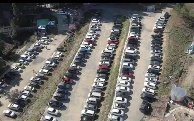 福寿山千樱园只有160个临时停车位，停车场一早大爆满。（福寿山农场提供）