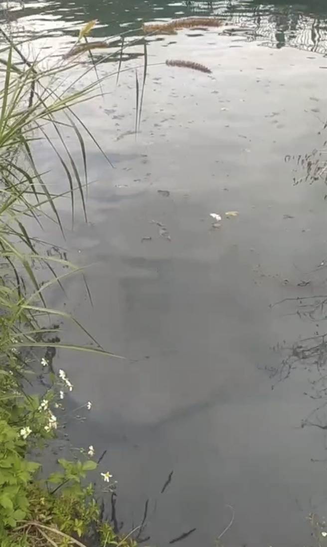 日月潭被偷排放汙水，泛出油汙還有餿水味。（民眾提供／廖志晃南投傳真）