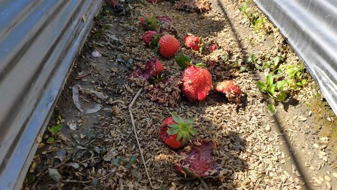 草莓园四处可见腐烂的果实。（李京升摄）