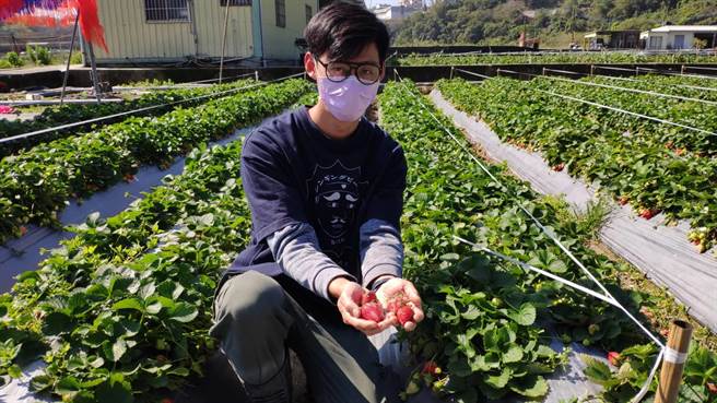 草莓农指其草莓园损失5、6成之多。（李京升摄）