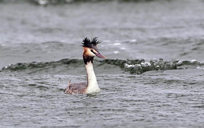 已经换上繁殖羽的稀有冬候鸟冠鷿鷈，近日在台东知本溼地现踪。（庄哲权摄）