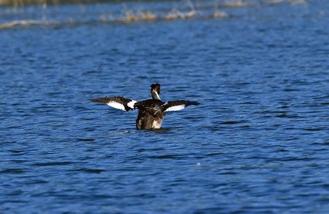 已经换上繁殖羽的稀有冬候鸟冠鷿鷈，近日在台东知本溼地现踪。（庄哲权摄）