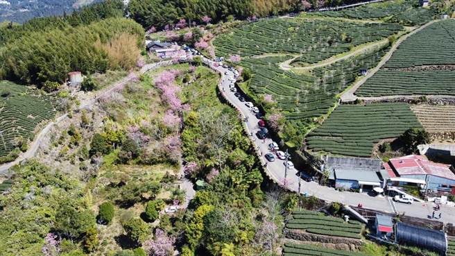 嘉義縣竹崎鄉中和村石棹櫻之道昭和櫻盛開，管制小客車沿線單側停車，防止壅塞。（洪銀盛提供／張亦惠嘉縣傳真）