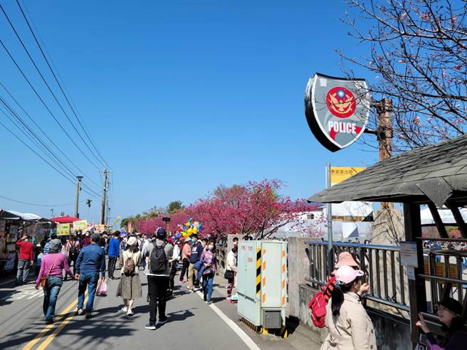 后里泰安樱花季将于228落幕，两天连假已吸引逾2万人次造访。（陈淑娥摄）