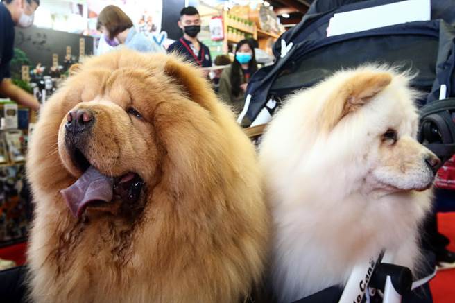 毛小孩Cola 与 Didi在展场中耍萌，吸引许多民眾的目光。（邓博仁摄）