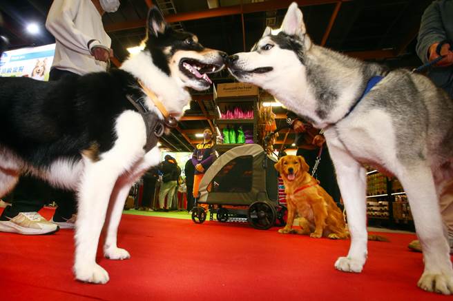 毛小孩相见欢，在展场中相互打招呼。（邓博仁摄）