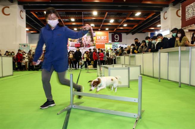  228连假，有民眾带着毛孩到《台北宠物生活用品暨服务展》参加运动会。（邓博仁摄）