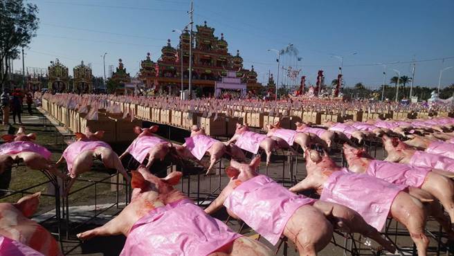 斗美三王府自24日起一连4天举行庆成谢土祈安清醮大典，信徒敬献神猪120头，一字排开相当壮观。（民眾提供）